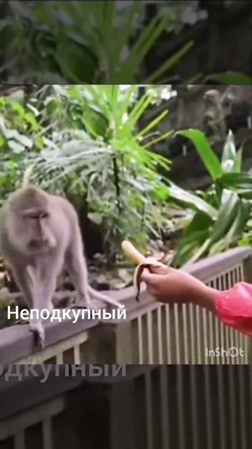 Ух уж эти животные
