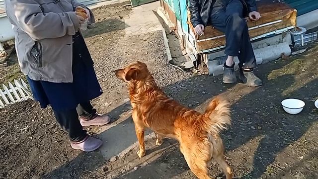 Кличем жаворонков!🐦🐶🦮🐕