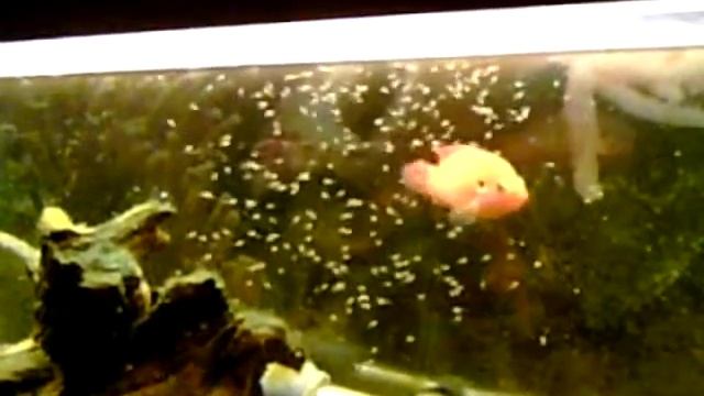 Hemichromis Lifalili "Red Jewel" Cichlid breeding pair with Fry