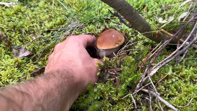 ПОШЁЛ В ЛЕС ЗА ГРИБАМИ, а нарвался на ЗМЕЮ
