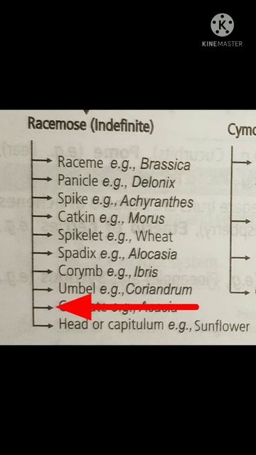 Types of recemose inflorescence 2