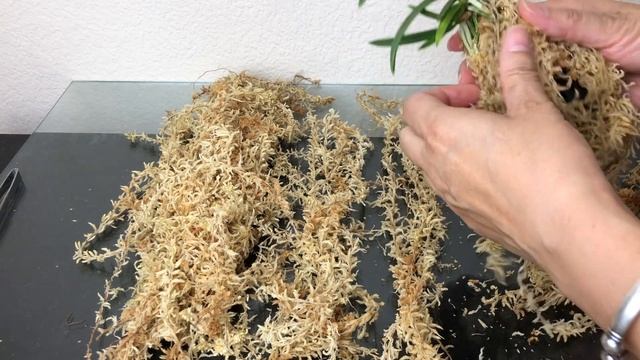 06/03/2022 裸根的富贵兰/日本风兰的种植方法 Care for bare roots Neofinetia falcata