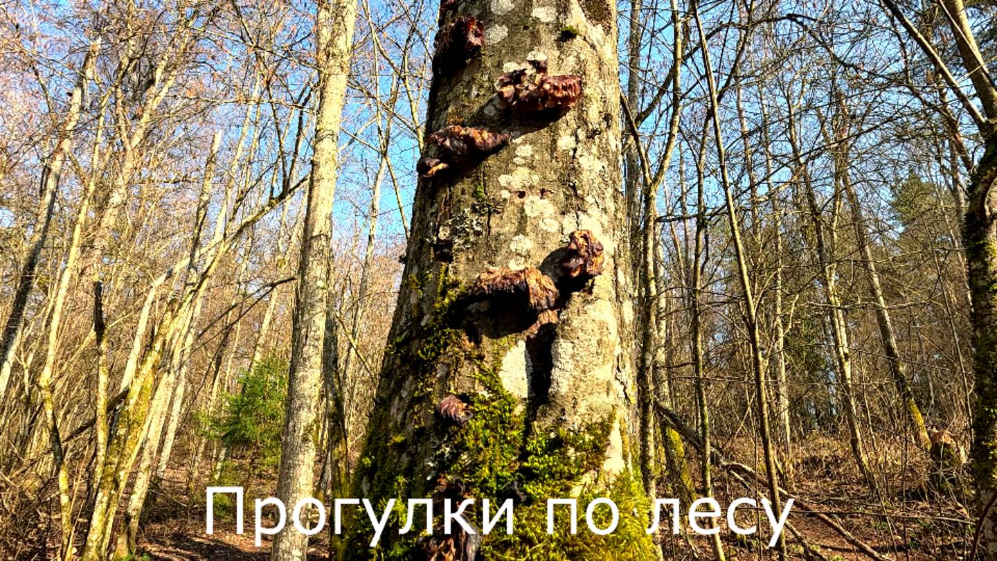 Прогулки по лесу. Ищу водоемчик с водой.