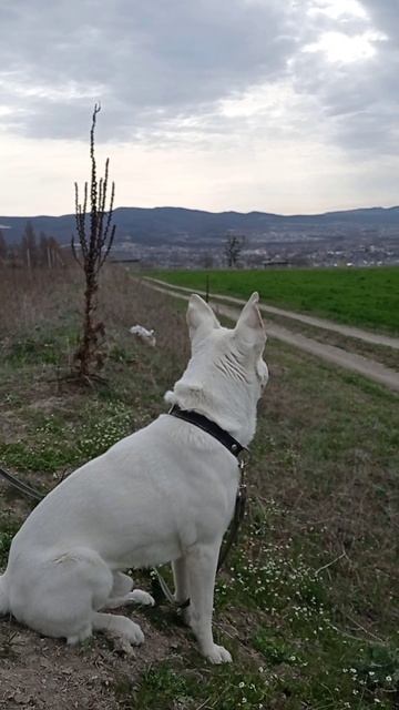 Наслаждение от цветения местной Сакуры