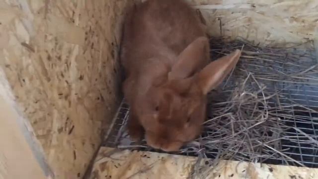 Кормление крольчат НЗК и НЗБ