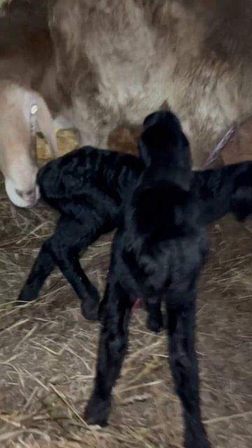 Первый окот в 2024 году #sheepfarming #гиссарские_овцы #арашанская_порода #овцы #ягнята #новосибирс