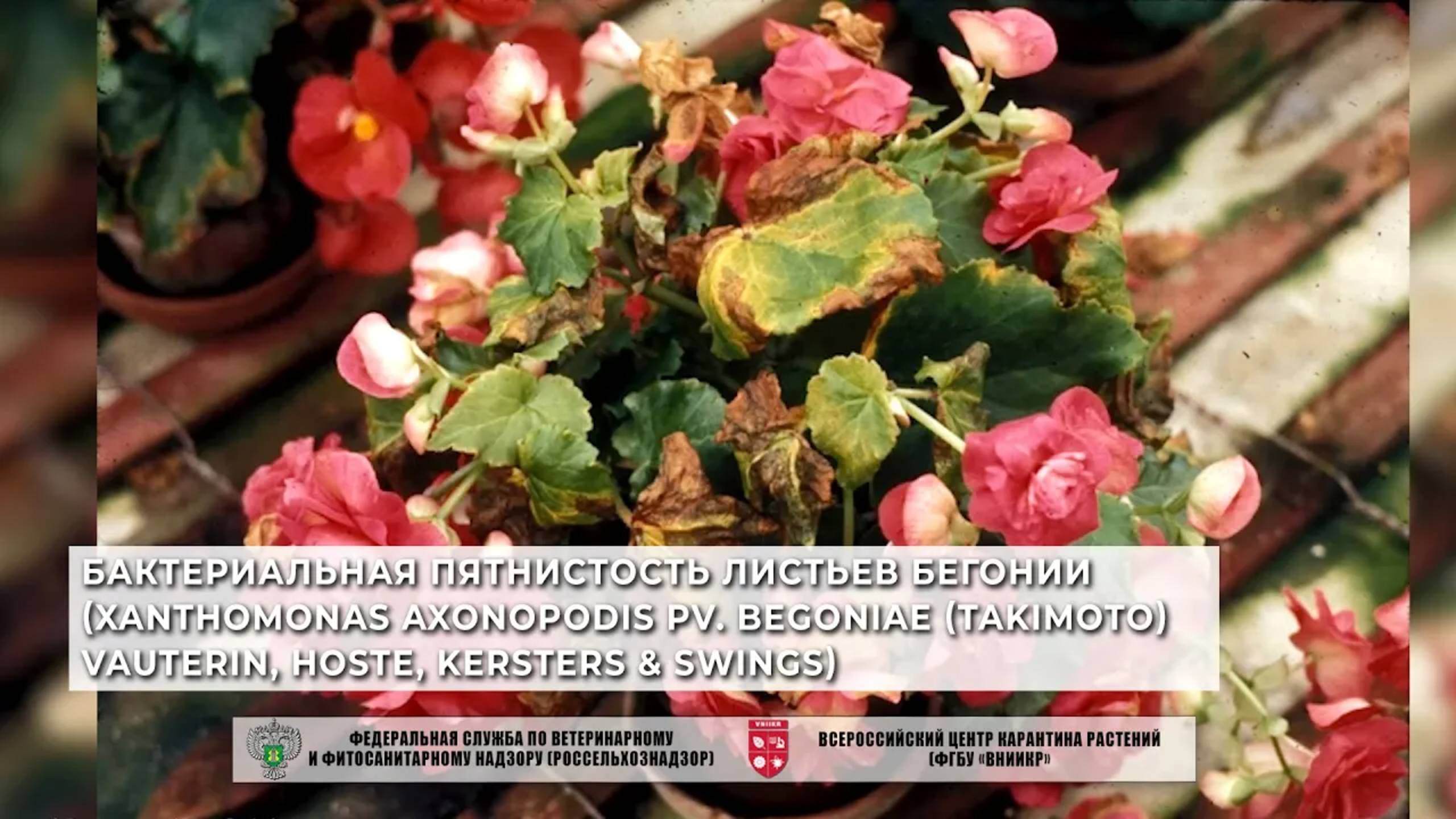 Бактериальная пятнистость листьев бегонии (Xanthomonas axonopodis pv. begoniae (Takimoto) Vauterin)