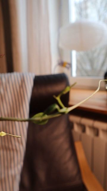 Цветение Церопегии Симона #комнатныерастения #plants
