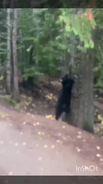 Медведь в шоке