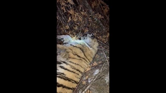 Конфликтного тигра с повреждениями лап отловили у Капитоновки