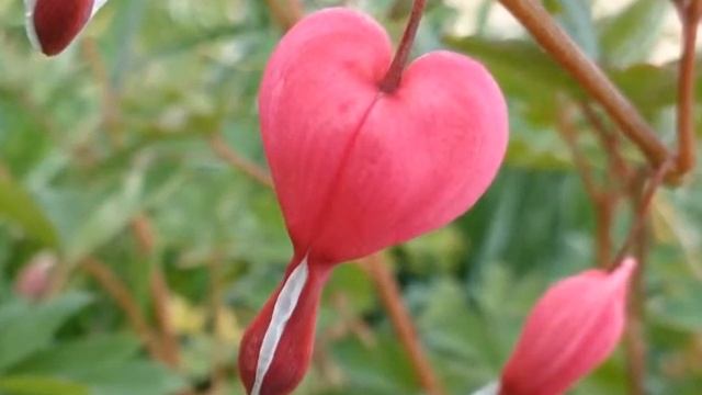 Bleeding Hearts