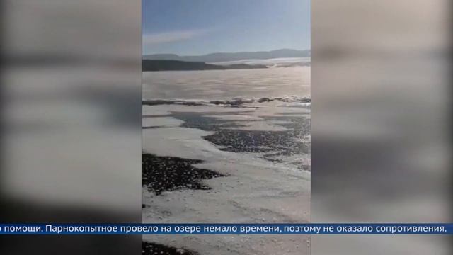 На Байкале спасли косулю