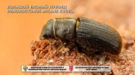 Большой еловый лубоед Dendroctonus micans Kugel.