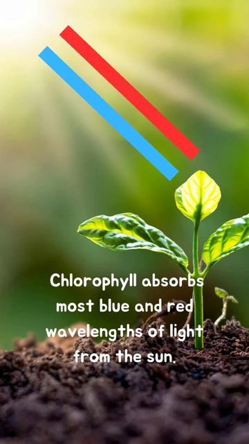 Why is Chlorophyll green?