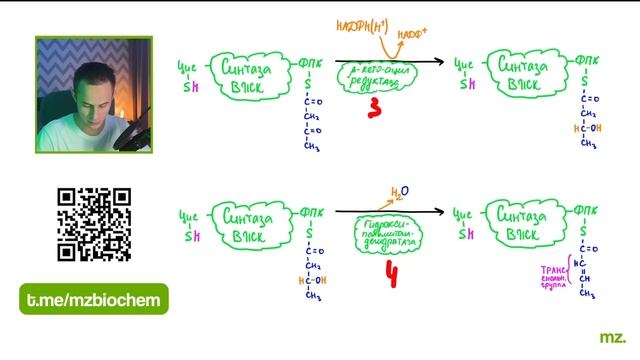 СИНТЕЗ ВЫСШИХ ЖИРНЫХ КИСЛОТ за 12 МИНУТ // На Биохимическом