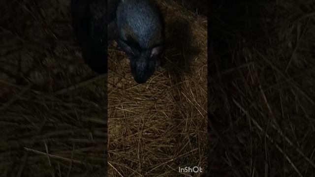 наши новые покупки.ушастики🐇🐰🐰
