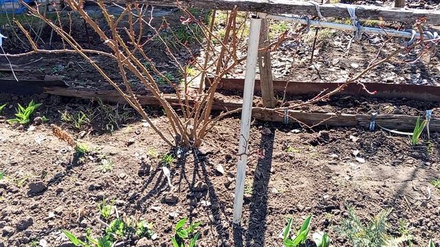 Хвойники весной 25.03.25.(ч 1 ).🌿