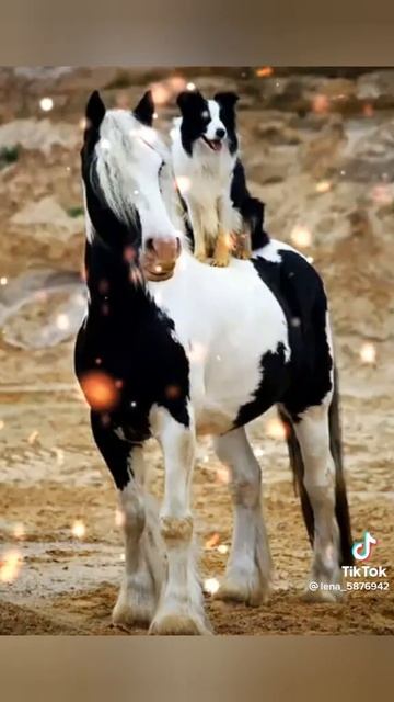 СОБАКИ И ЛОШАДИ