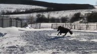 Пончик 2018 :)
