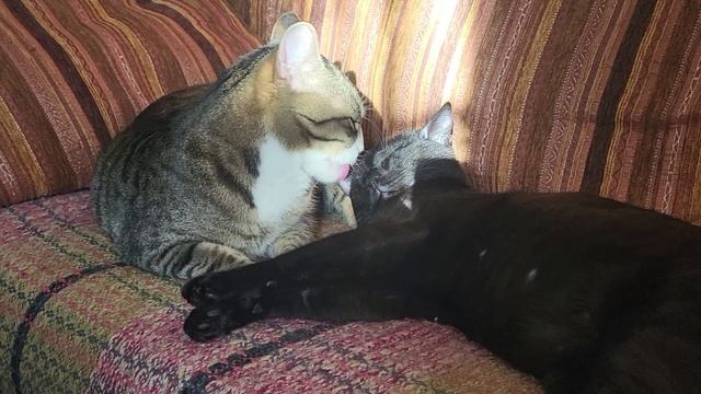 Инь и Ян. Yin and Yang