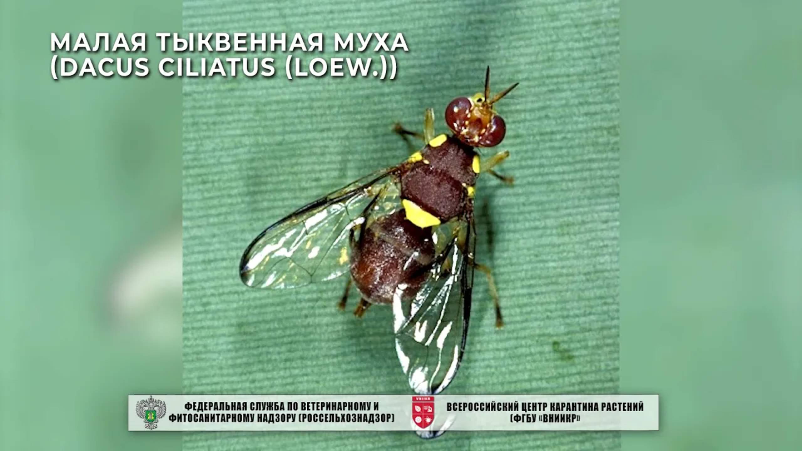 Малая тыквенная муха (Dacus ciliatus (Loew.))