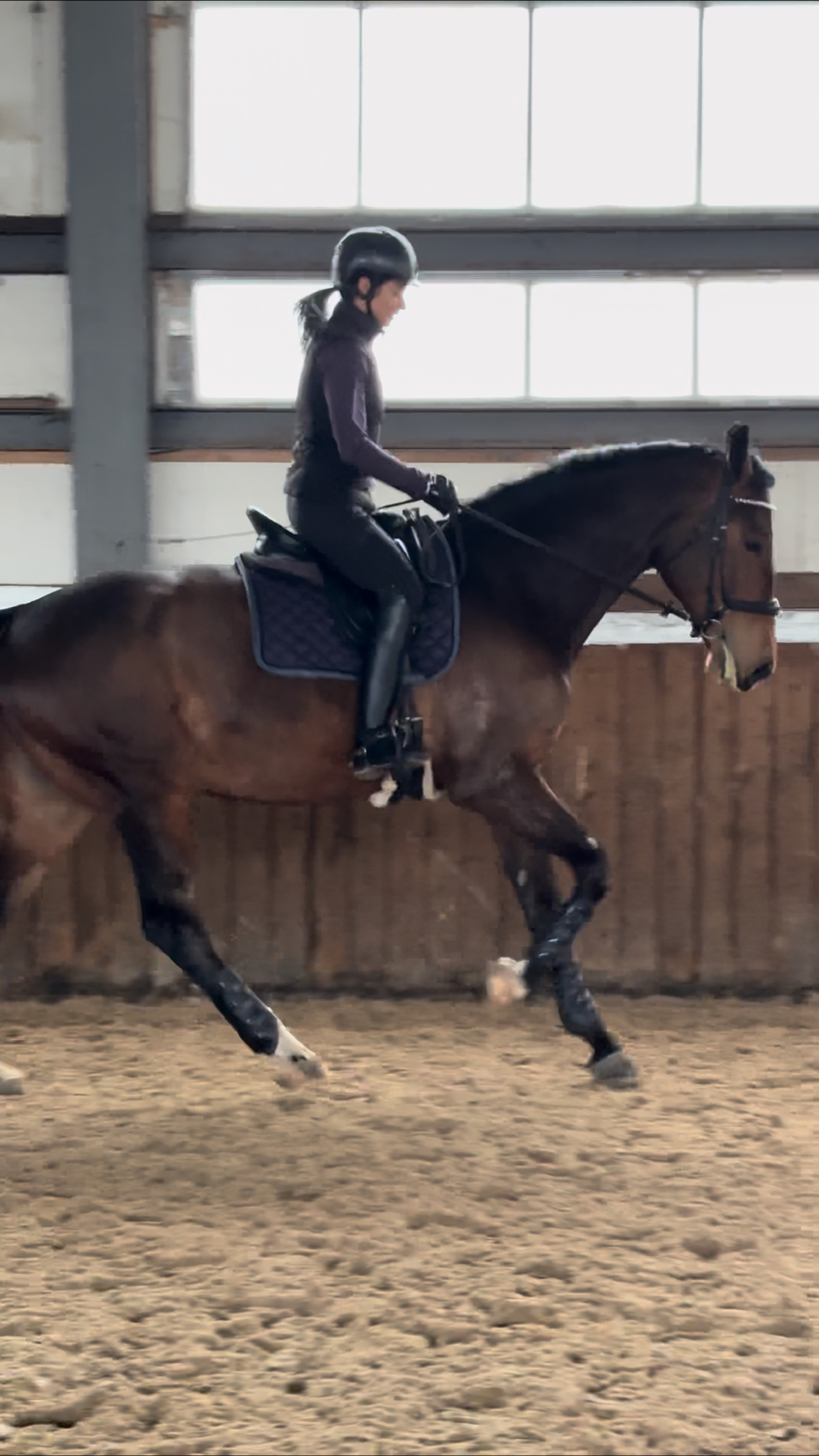 Мерин спортивный 2020 года рождения на продажу 🐴