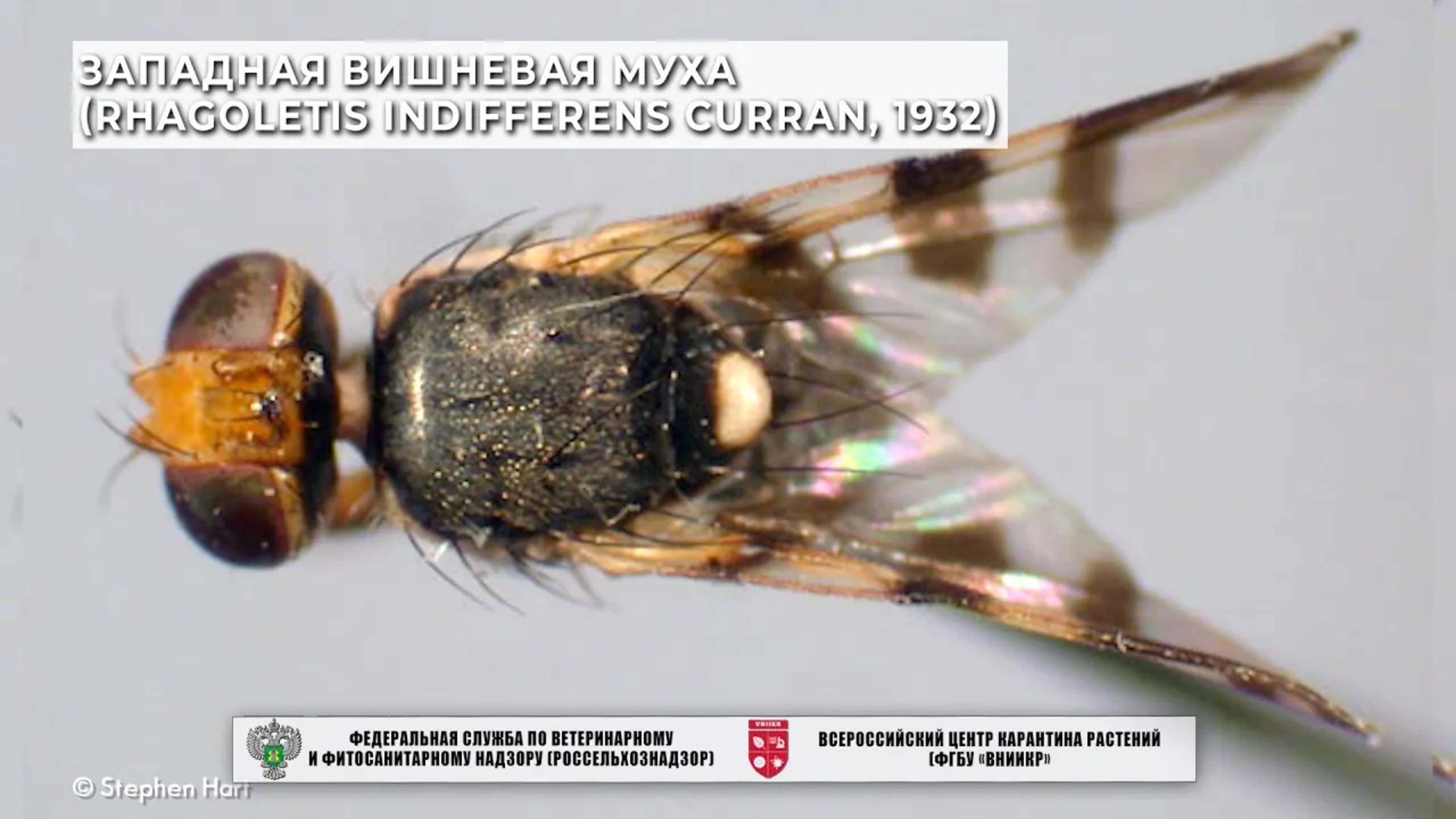 Западная вишневая муха (Rhagoletis indifferens Curran, 1932)
