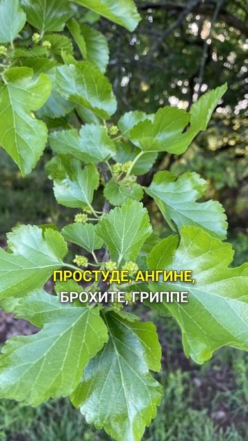 омолаживает и стройнит