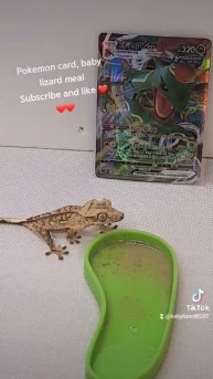 Baby lizard eating with Pokemon card