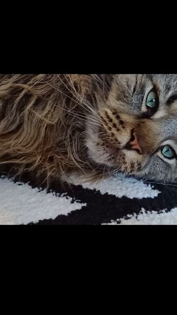 сева и его безразличие #сева #животные #котики #кот