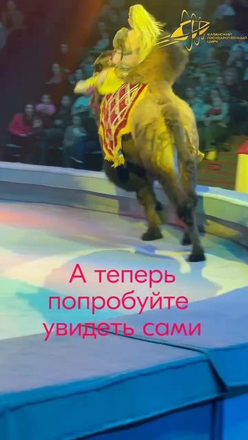 Верблюд-иноходец