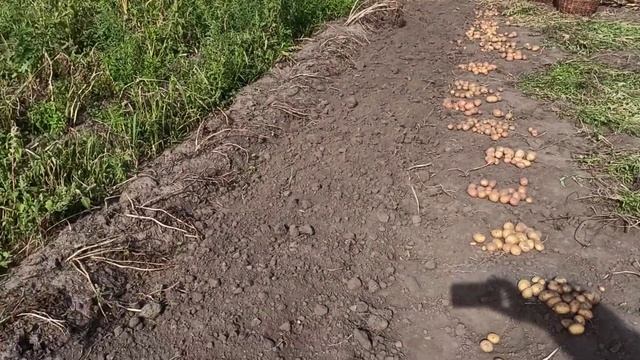 Начало уборки картофеля 2020