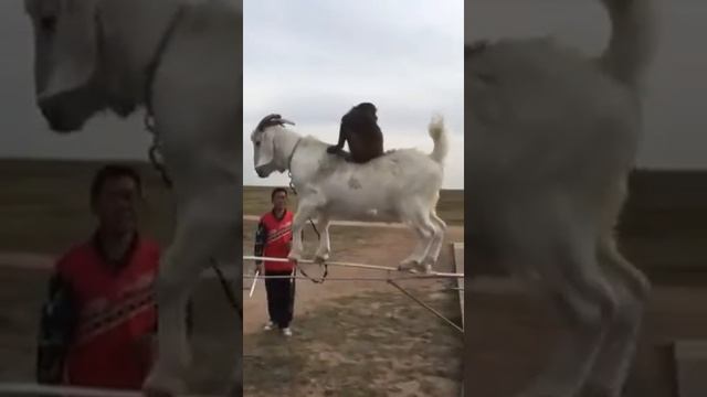 Козел и обезьяна