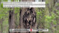 Язвенное заболевание ореха (Sirococcus clavigignenti-juglandacearum N.B.Nair, Kostichka & Kuntz)