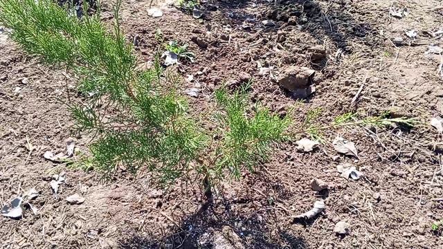 Хвойники весной 25.03.25🌿🌲( ч 2).