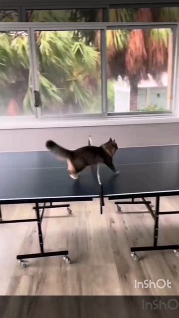 Кот судья