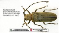 Яблоневый стволовый усач (Apriona cinerea Chevrolat, 1852)