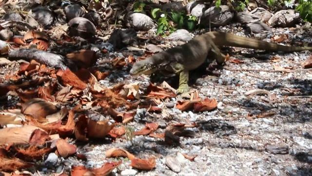 Продолжение прогулок с вараном / Monitor lizard 2