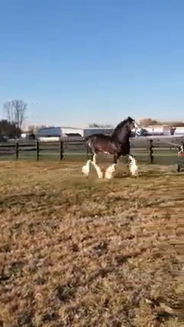 Clydesdale Horse