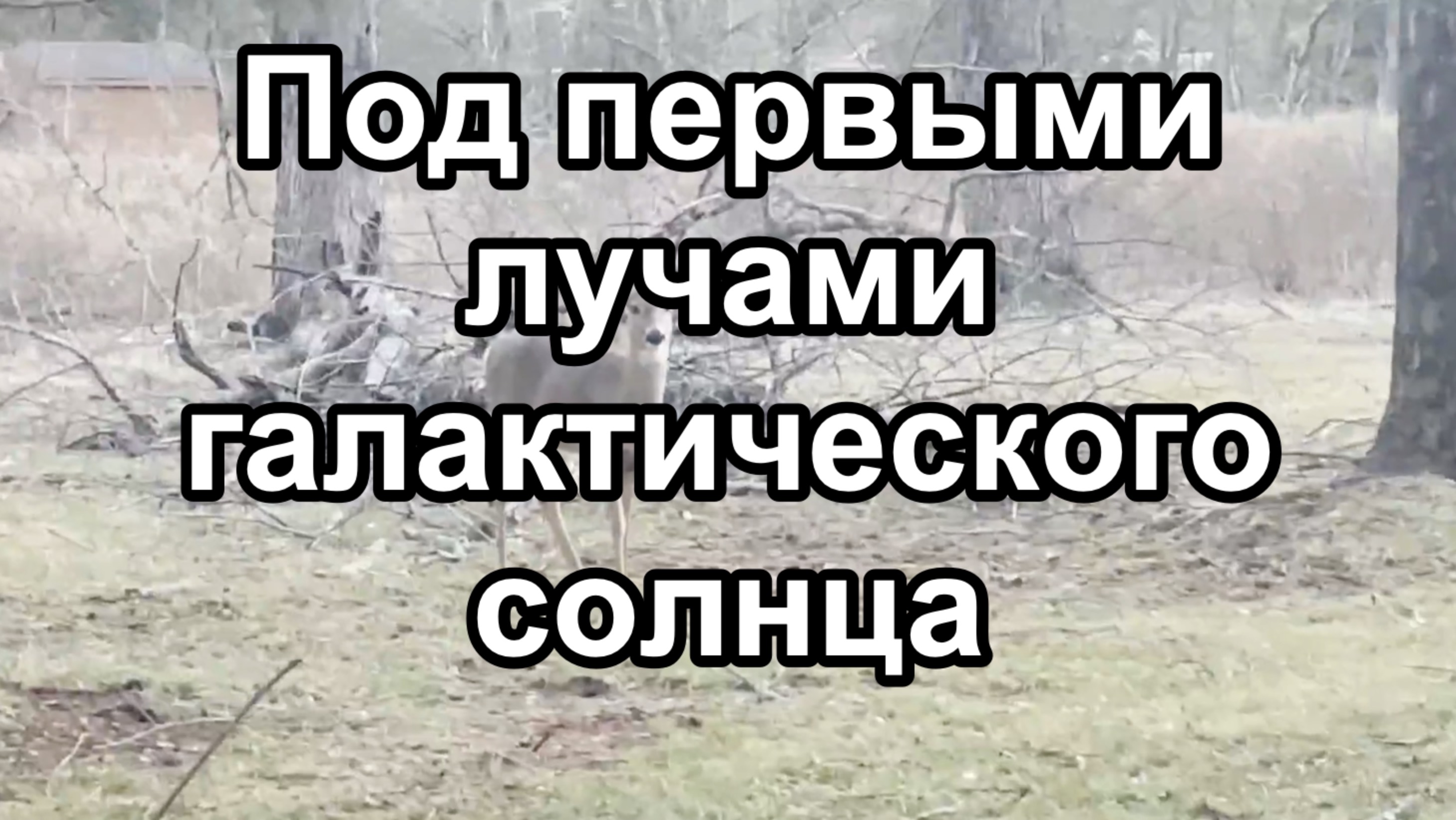 Под первыми лучами галактического солнца