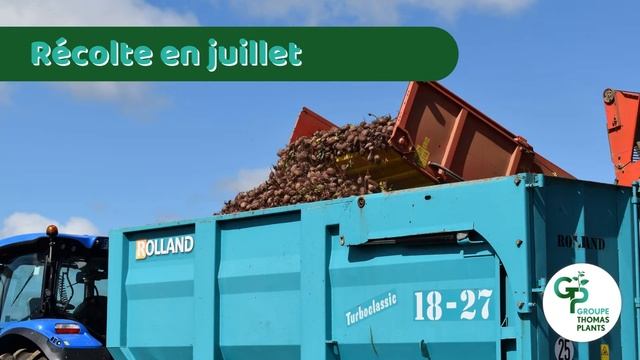[Chez nos clients] Récolte betteraves potagères biologiques 🌱