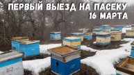 Время Пчёл: Наш Первый Выезд на Пасеку в этом году!