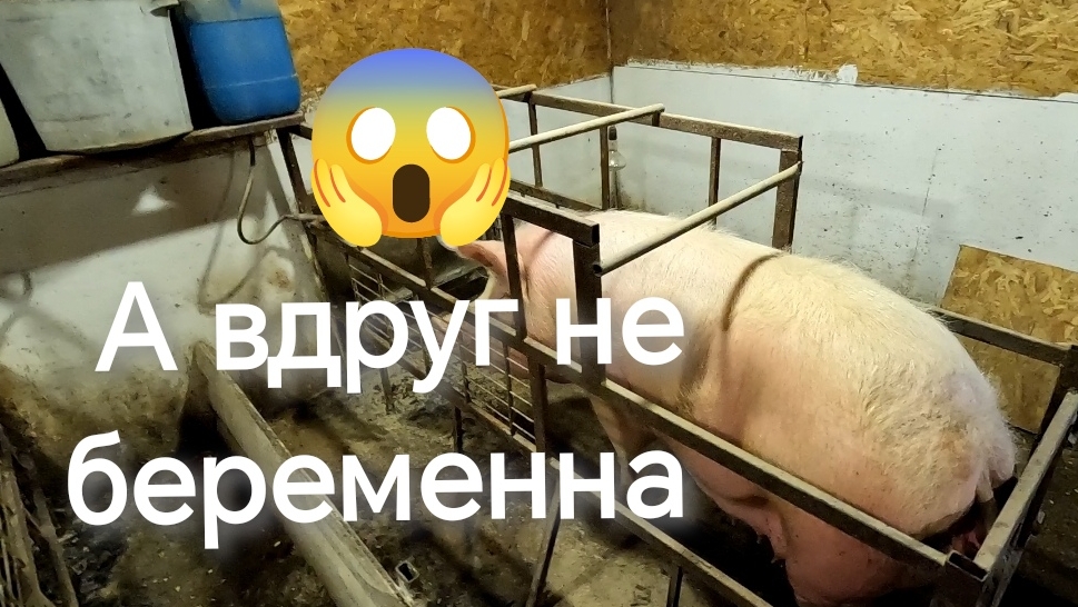 Сегодня срок‼️ А вдруг не беременна 😱 🤔 Ремки по обмерам плюс минус 130кг в 6 месяцев