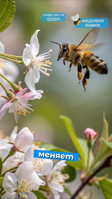 Как пчелы выбирают ЦВЕТЫ!🐝🍯 #факты #здоровье #мёд #пчеловодство #еда #пп #рек #интересно