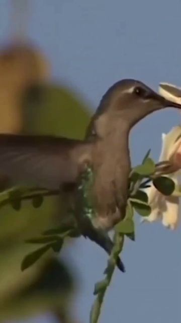 Bee hummingbird (Burung Kolibri Lebah) #jagatmaya #shorts #viral