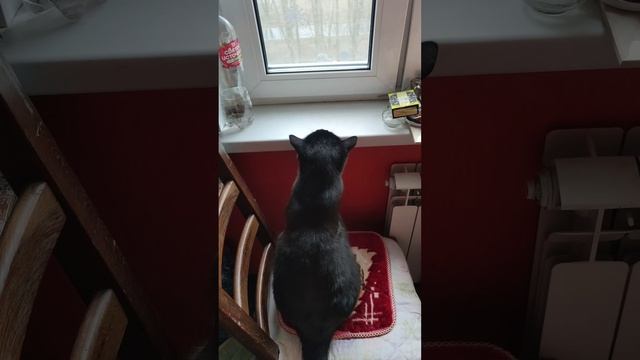 мой кот
