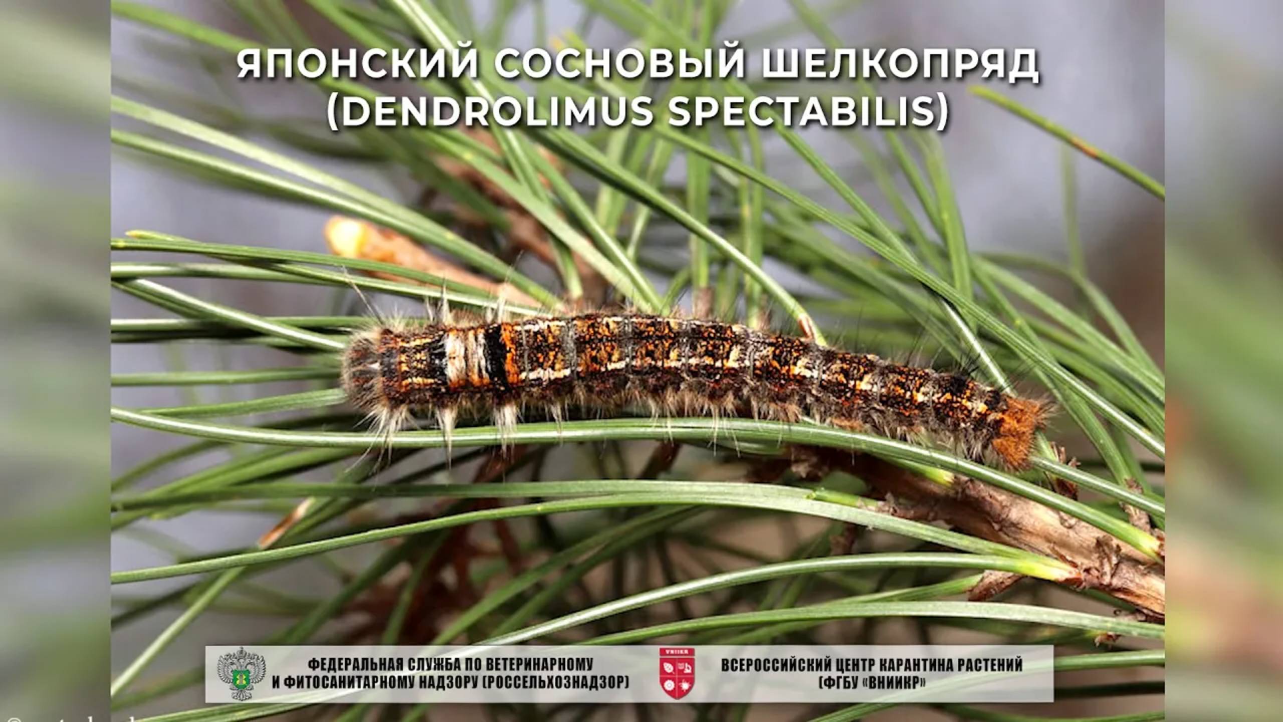 Японский сосновый шелкопряд (Dendrolimus spectabilis)