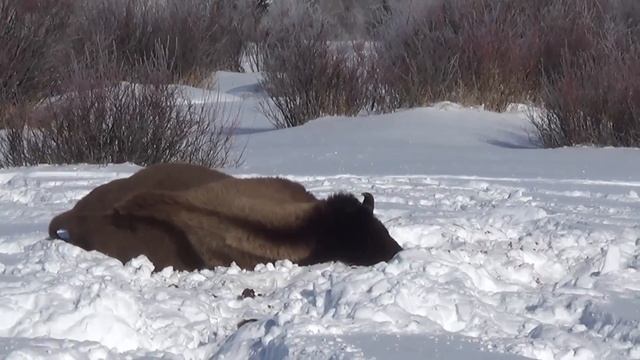 Wyoming Bison Hunt - 2016