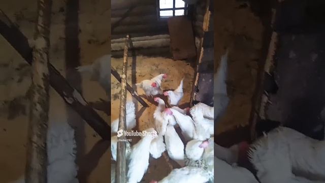 покупка кур породы леггорн