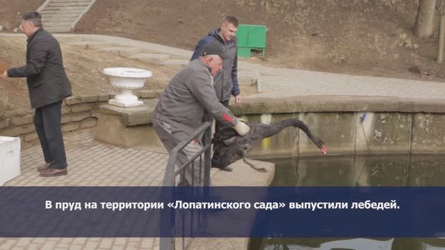 В пруд на территории «Лопатинского сада» выпустили лебедей